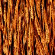 Close up of wheat ears